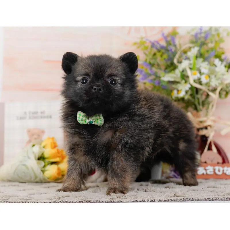 販売中の神奈川県のポメチワ:ポメラニアン×チワワ-452751の11枚目