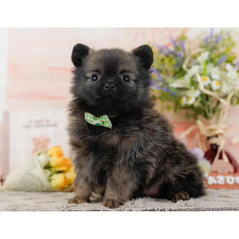 販売中の神奈川県のポメチワ:ポメラニアン×チワワ-452751の10枚目