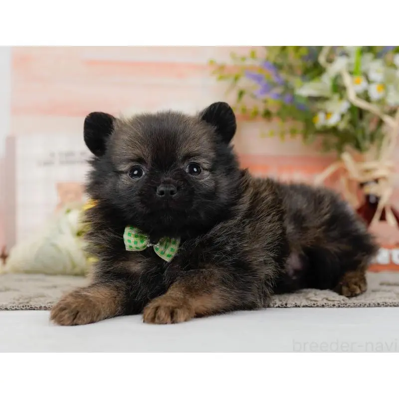 販売中の神奈川県のポメチワ:ポメラニアン×チワワ-452751の9枚目