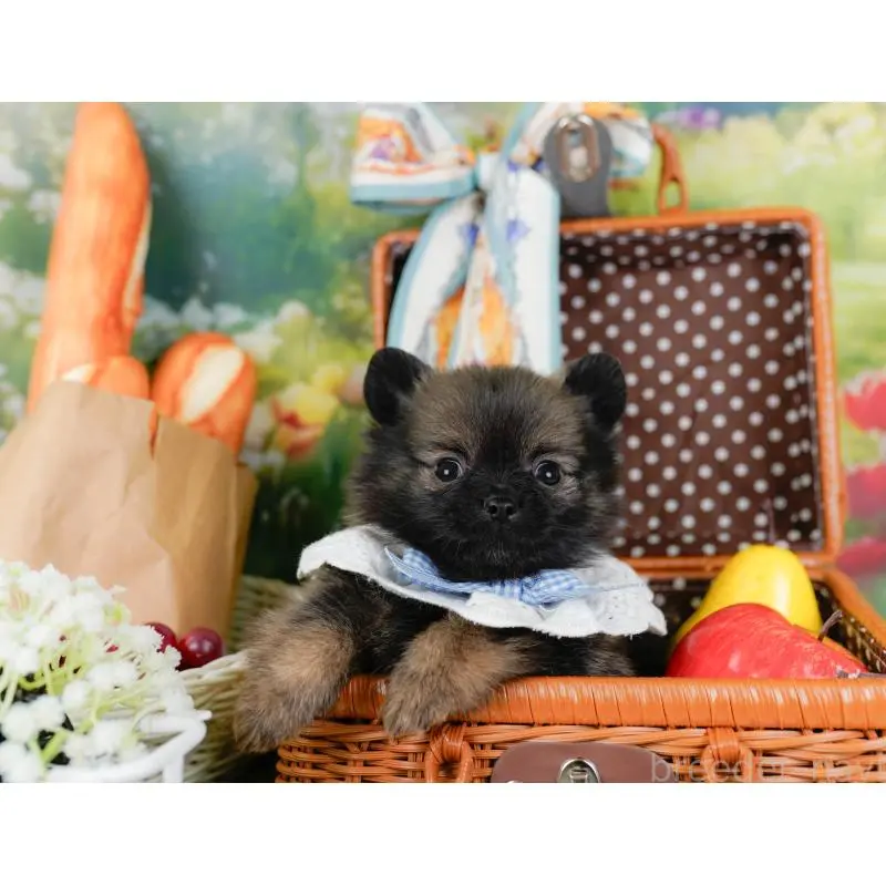 販売中の神奈川県のポメチワ:ポメラニアン×チワワ-452751の7枚目