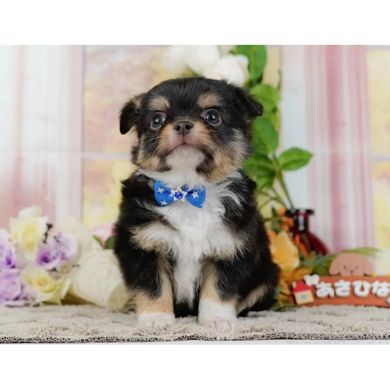 販売中の神奈川県のチワワ(ロングコート)-452703の15枚目