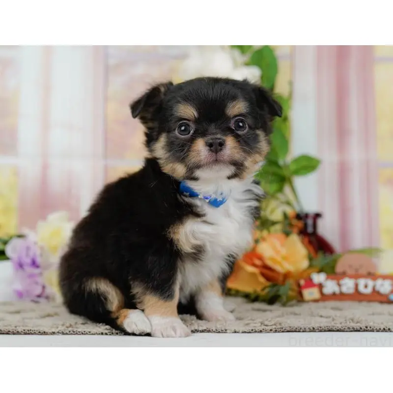 販売中の神奈川県のチワワ(ロングコート)-452703の13枚目