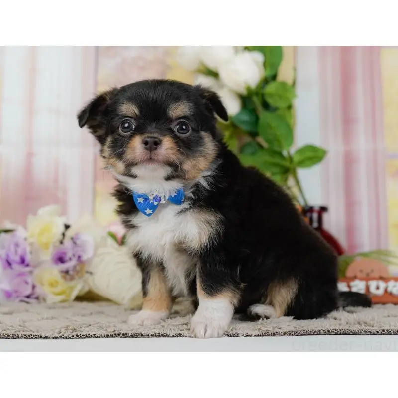 販売中の神奈川県のチワワ(ロングコート)-452703の12枚目