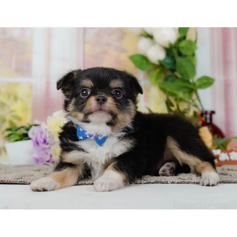 販売中の神奈川県のチワワ(ロングコート)-452703の11枚目