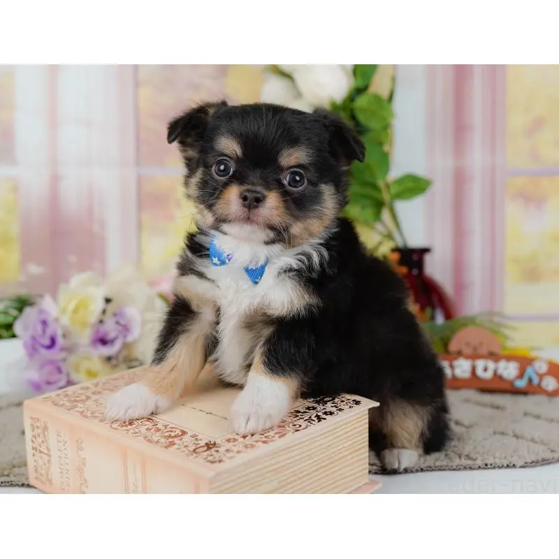 販売中の神奈川県のチワワ(ロングコート)-452703の10枚目