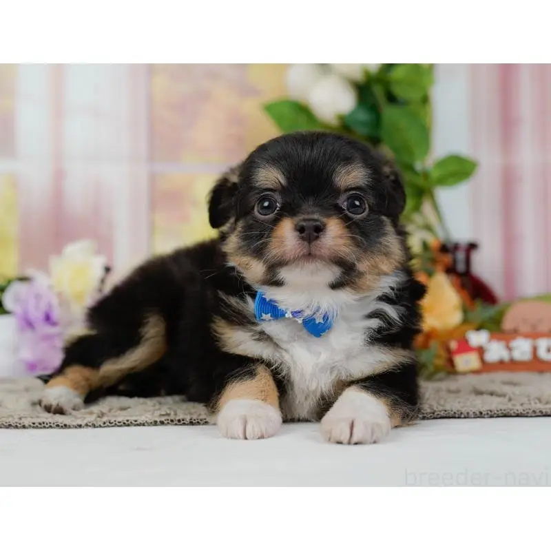 販売中の神奈川県のチワワ(ロングコート)-452703の9枚目