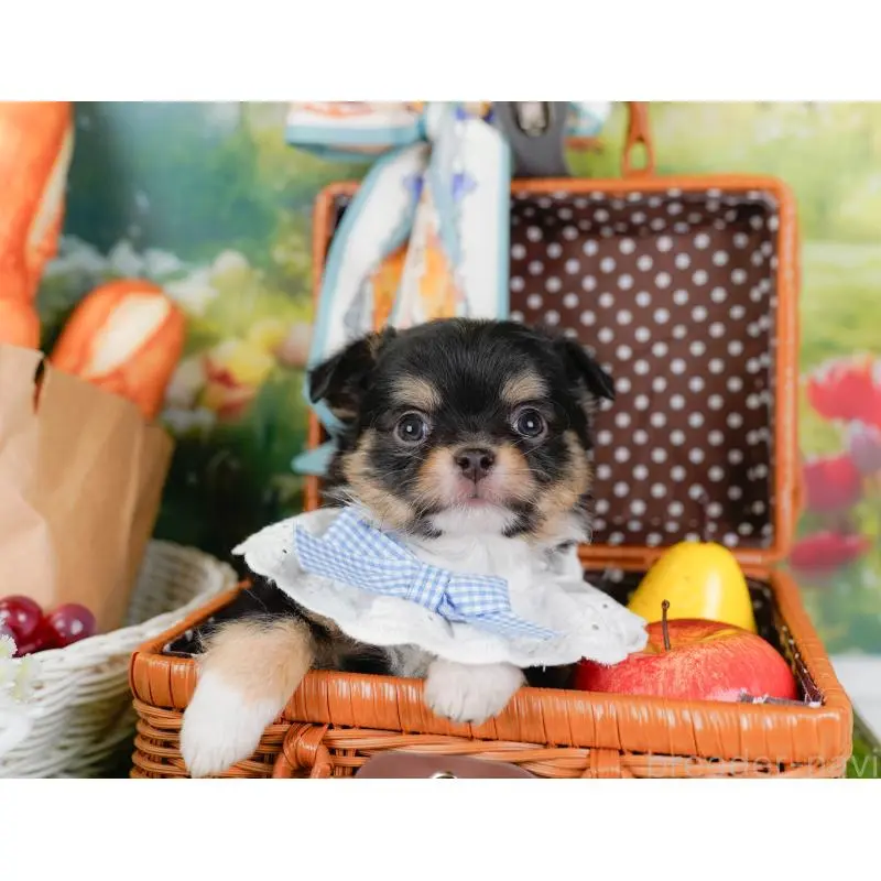 販売中の神奈川県のチワワ(ロングコート)-452703の7枚目