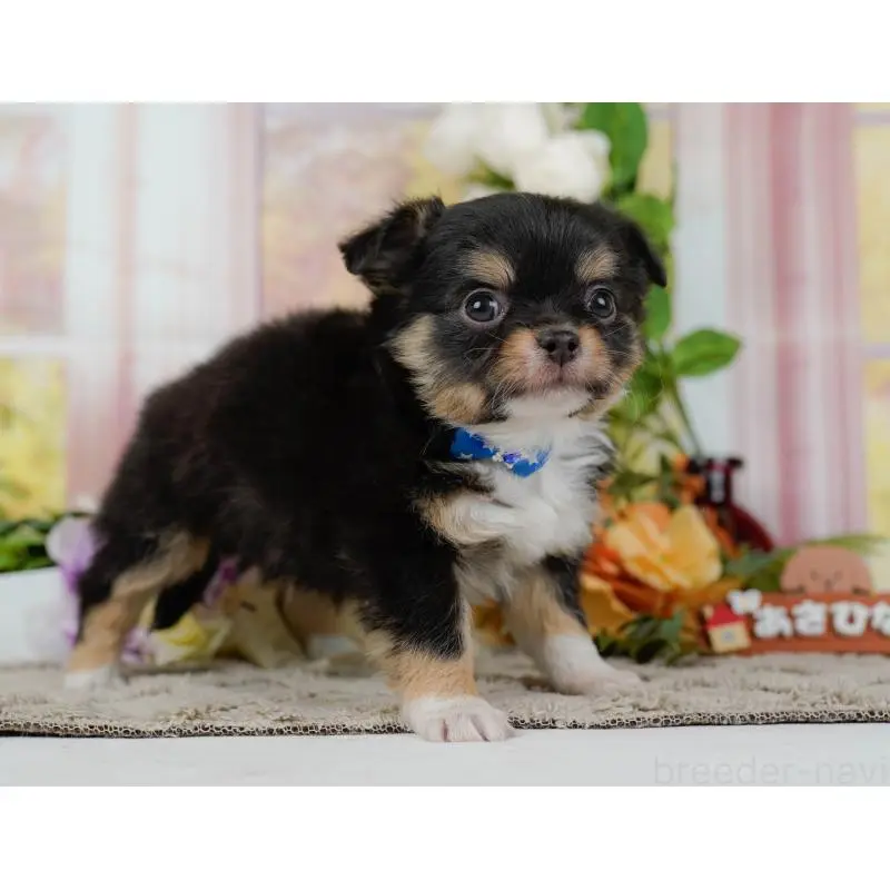 販売中の神奈川県のチワワ(ロングコート)-452703の6枚目