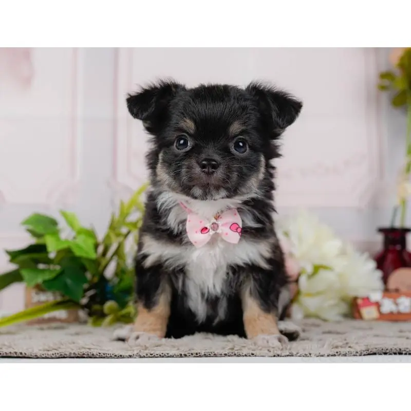 販売中の神奈川県のチワワ(ロングコート)-452710の15枚目