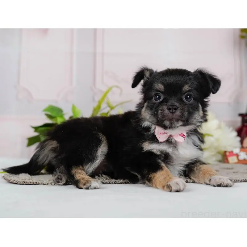 販売中の神奈川県のチワワ(ロングコート)-452710の12枚目