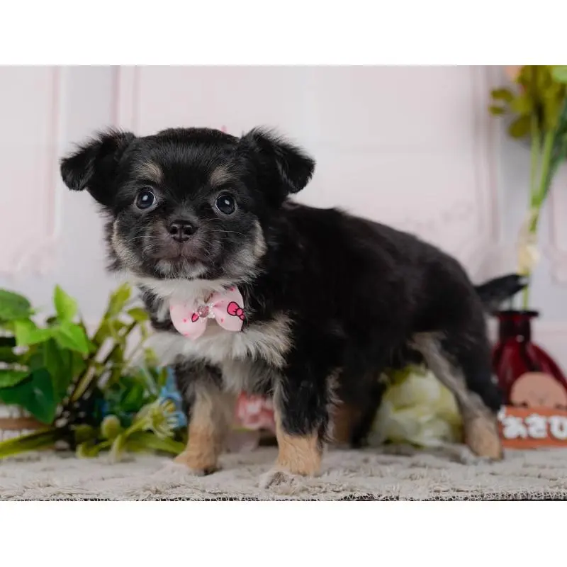 販売中の神奈川県のチワワ(ロングコート)-452710の11枚目