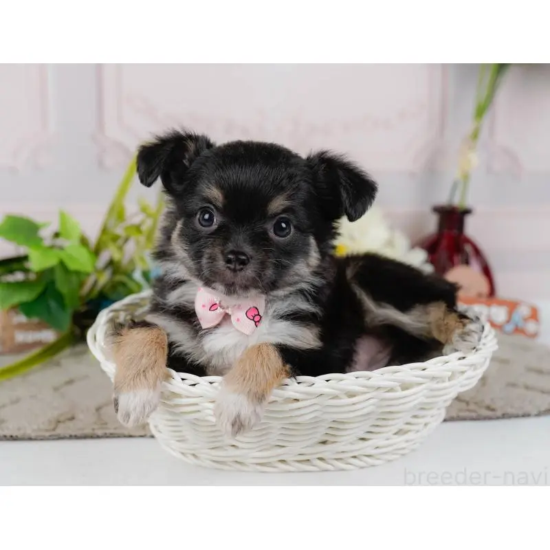 販売中の神奈川県のチワワ(ロングコート)-452710の9枚目