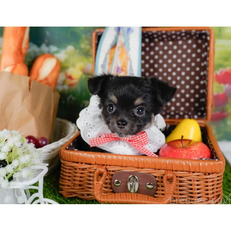 販売中の神奈川県のチワワ(ロングコート)-452710の7枚目