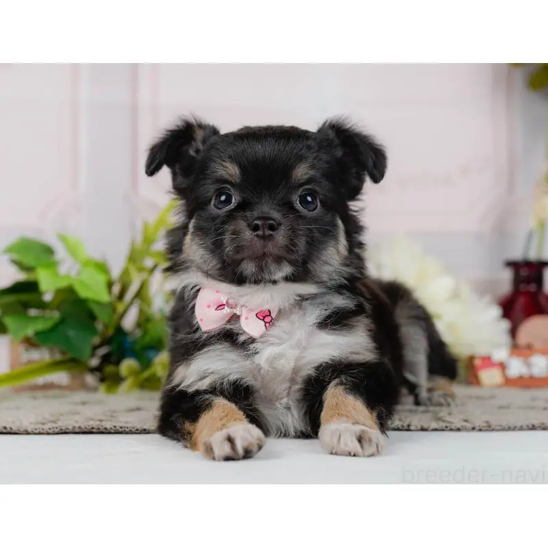 販売中の神奈川県のチワワ(ロングコート)-452710の6枚目