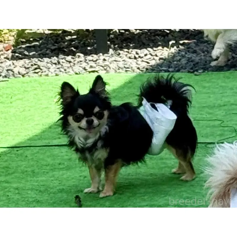 販売中の広島県のチワワ(ロングコート)-452595の5枚目