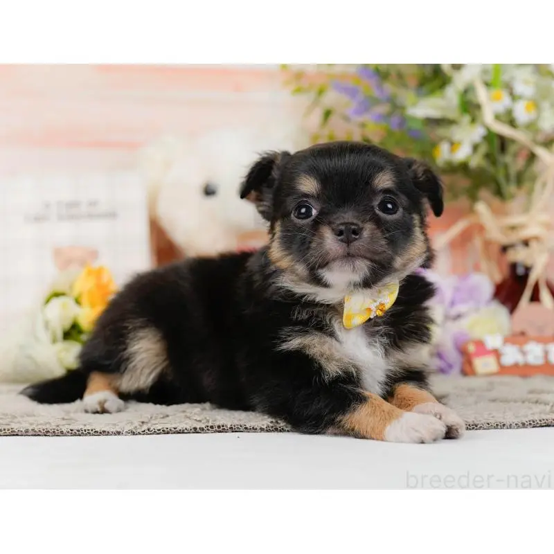 販売中の神奈川県のチワワ(ロングコート)-452712の14枚目