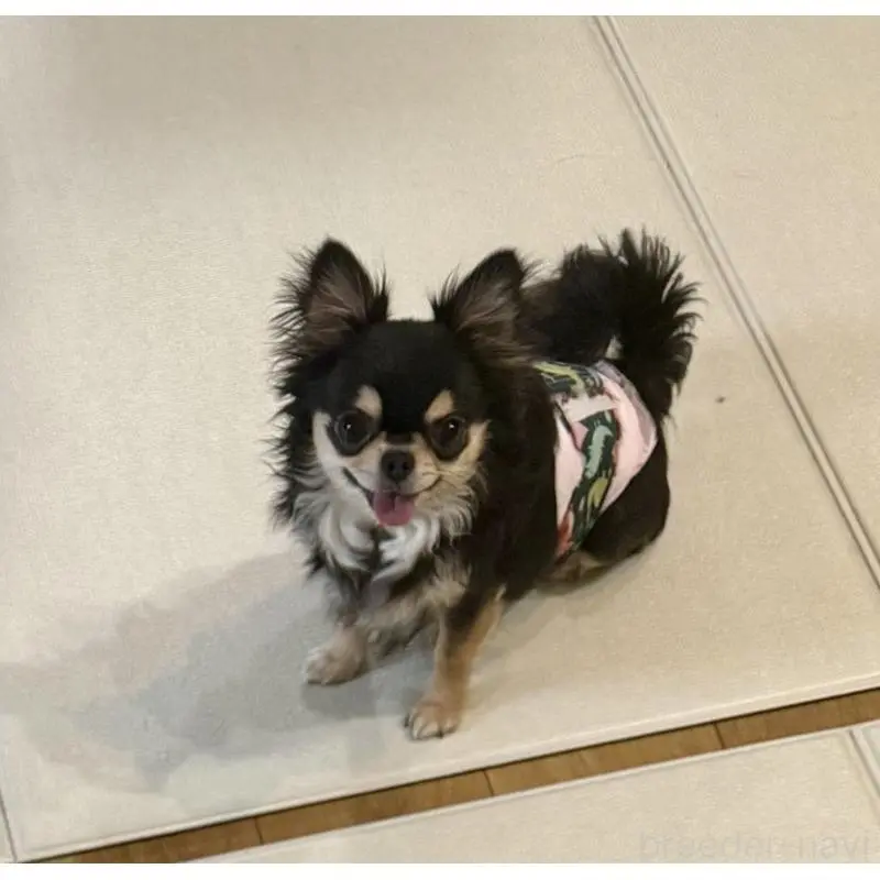 販売中の広島県のチワワ(ロングコート)-452595の4枚目