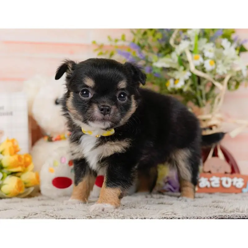 販売中の神奈川県のチワワ(ロングコート)-452712の13枚目