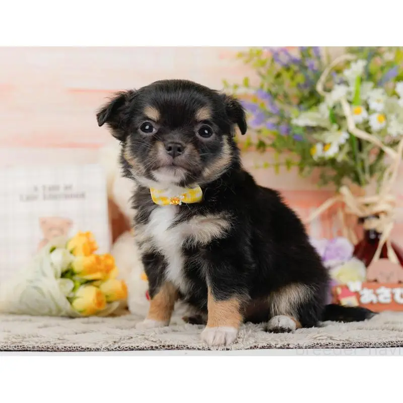 販売中の神奈川県のチワワ(ロングコート)-452712の12枚目