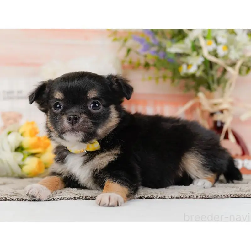 販売中の神奈川県のチワワ(ロングコート)-452712の11枚目