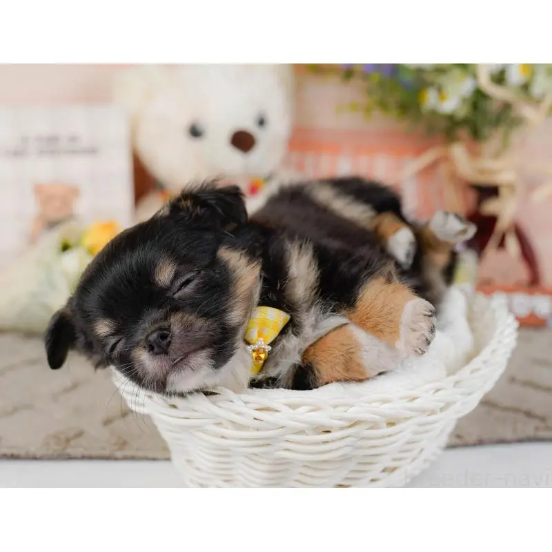 販売中の神奈川県のチワワ(ロングコート)-452712の10枚目