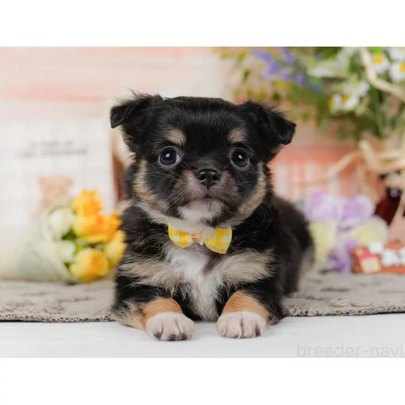 販売中の神奈川県のチワワ(ロングコート)-452712の9枚目