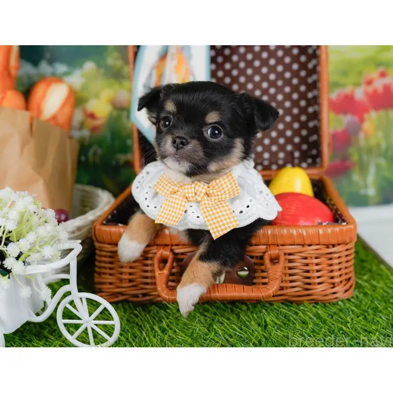 販売中の神奈川県のチワワ(ロングコート)-452712の7枚目