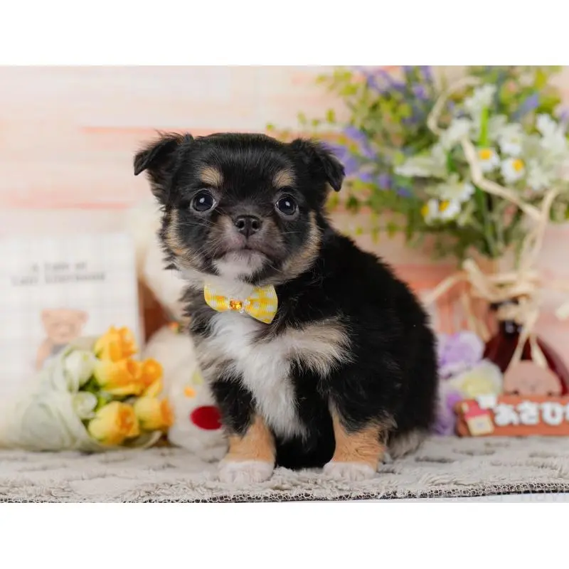 販売中の神奈川県のチワワ(ロングコート)-452712の8枚目