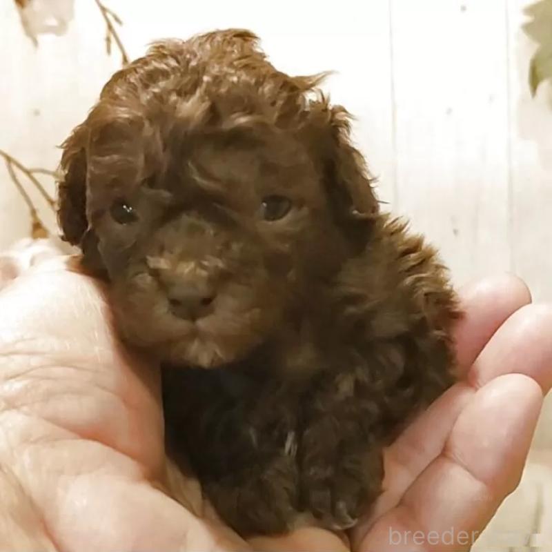 販売中の愛知県のティーカッププードル-452422の5枚目