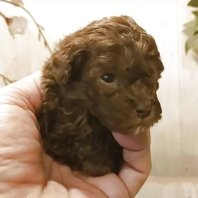 販売中の愛知県のティーカッププードル-452422の3枚目