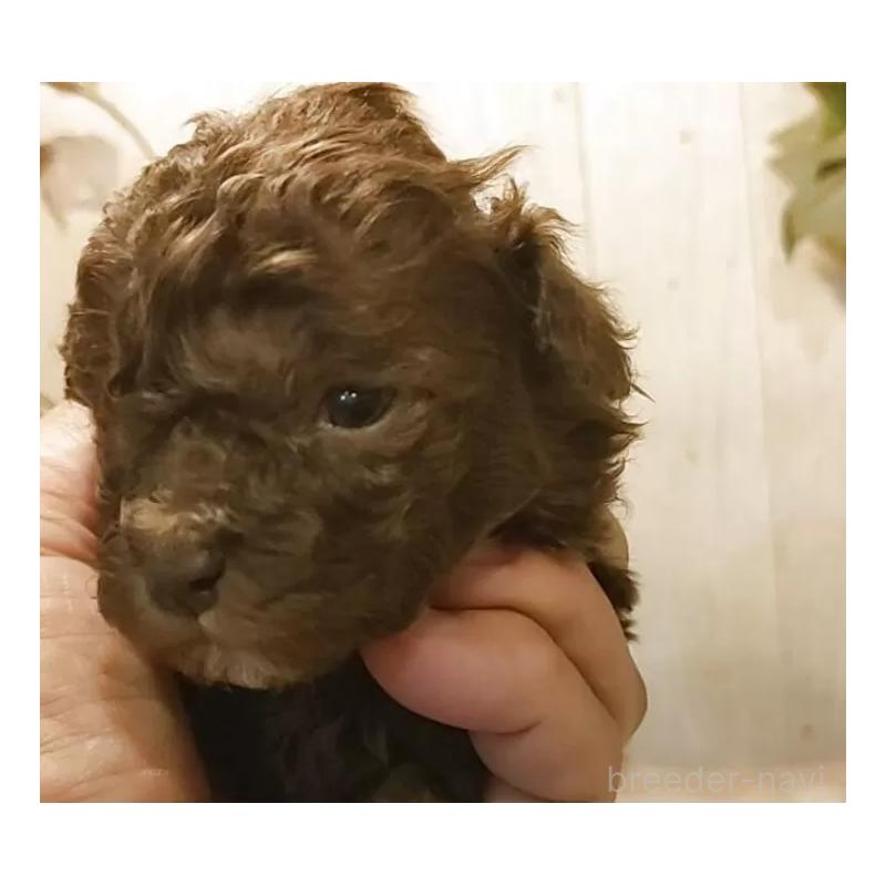 販売中の愛知県のティーカッププードル-452422の2枚目