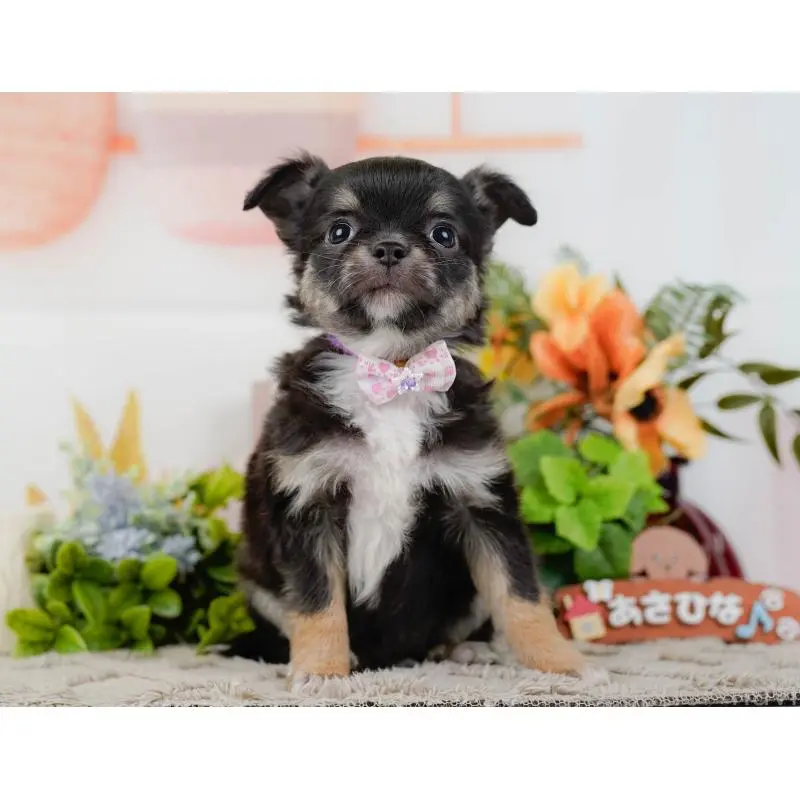 販売中の神奈川県のチワワ(ロングコート)-452716の14枚目