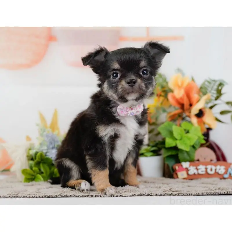 販売中の神奈川県のチワワ(ロングコート)-452716の13枚目