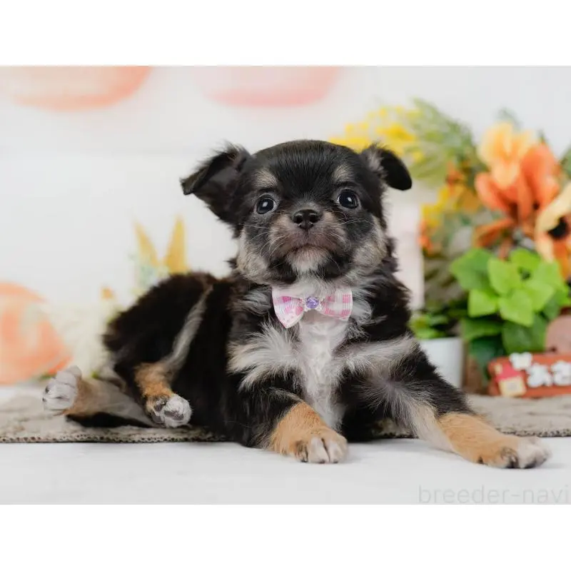 販売中の神奈川県のチワワ(ロングコート)-452716の12枚目