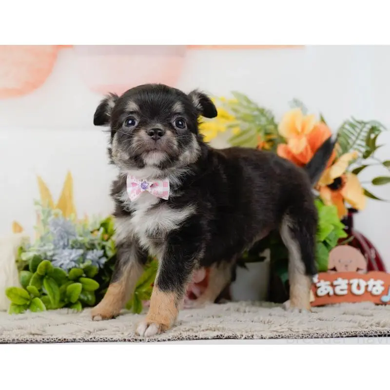 販売中の神奈川県のチワワ(ロングコート)-452716の10枚目