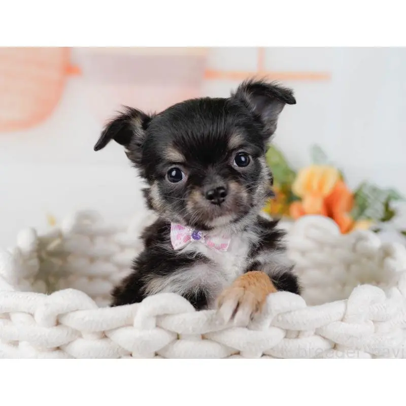 販売中の神奈川県のチワワ(ロングコート)-452716の9枚目