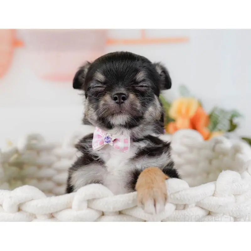 販売中の神奈川県のチワワ(ロングコート)-452716の8枚目