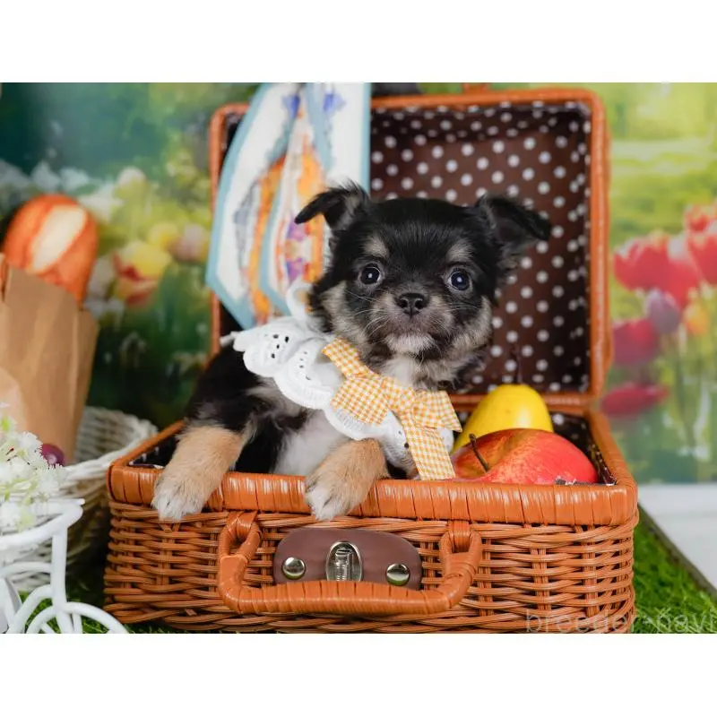 販売中の神奈川県のチワワ(ロングコート)-452716の7枚目