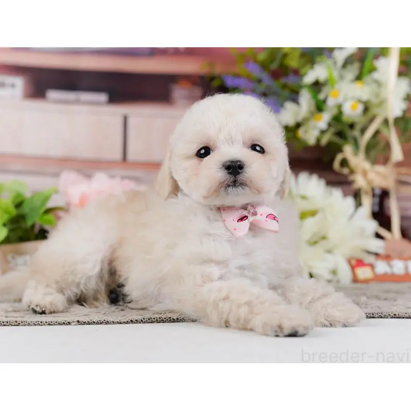 販売中の神奈川県のタイニープードル-452697の13枚目