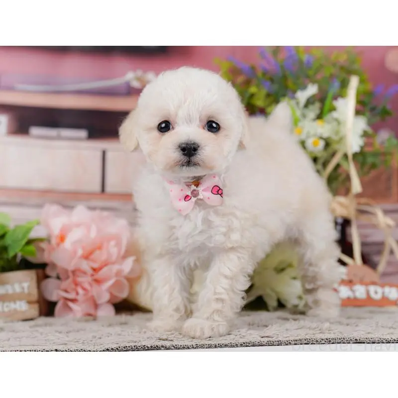 販売中の神奈川県のタイニープードル-452697の12枚目