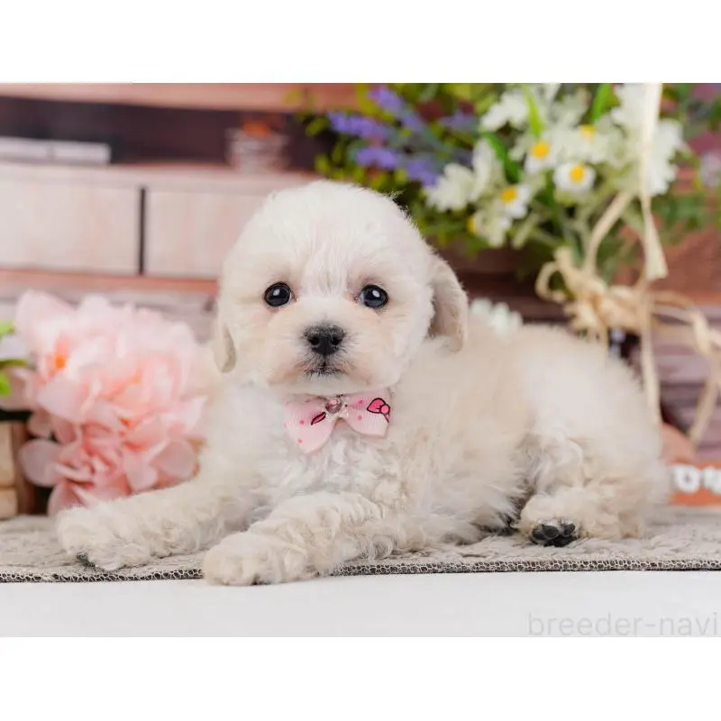 販売中の神奈川県のタイニープードル-452697の11枚目