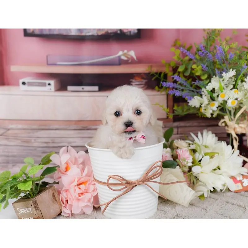 販売中の神奈川県のタイニープードル-452697の10枚目