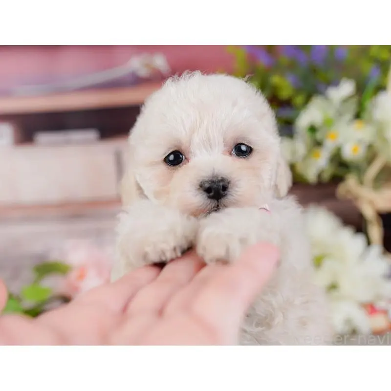 販売中の神奈川県のタイニープードル-452697の8枚目