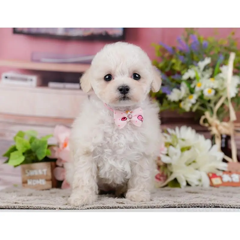 販売中の神奈川県のタイニープードル-452697の9枚目