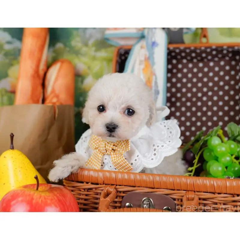 販売中の神奈川県のタイニープードル-452697の7枚目