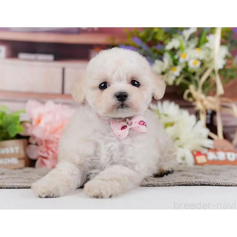 販売中の神奈川県のタイニープードル-452697の6枚目