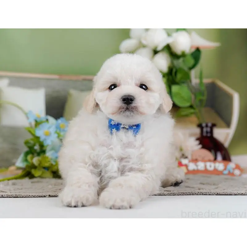 販売中の神奈川県のトイプードル-452699の15枚目