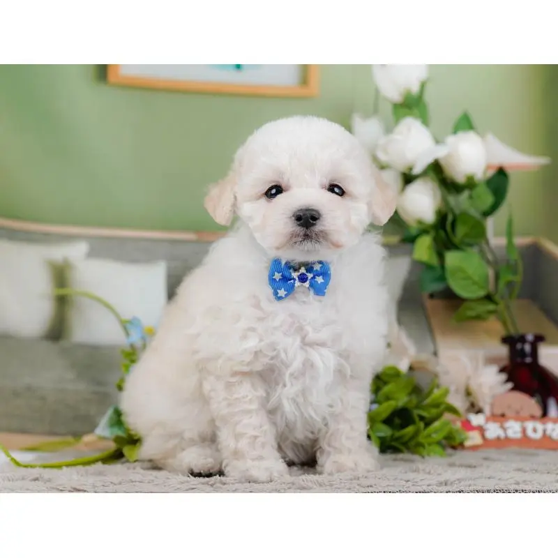 販売中の神奈川県のトイプードル-452699の13枚目