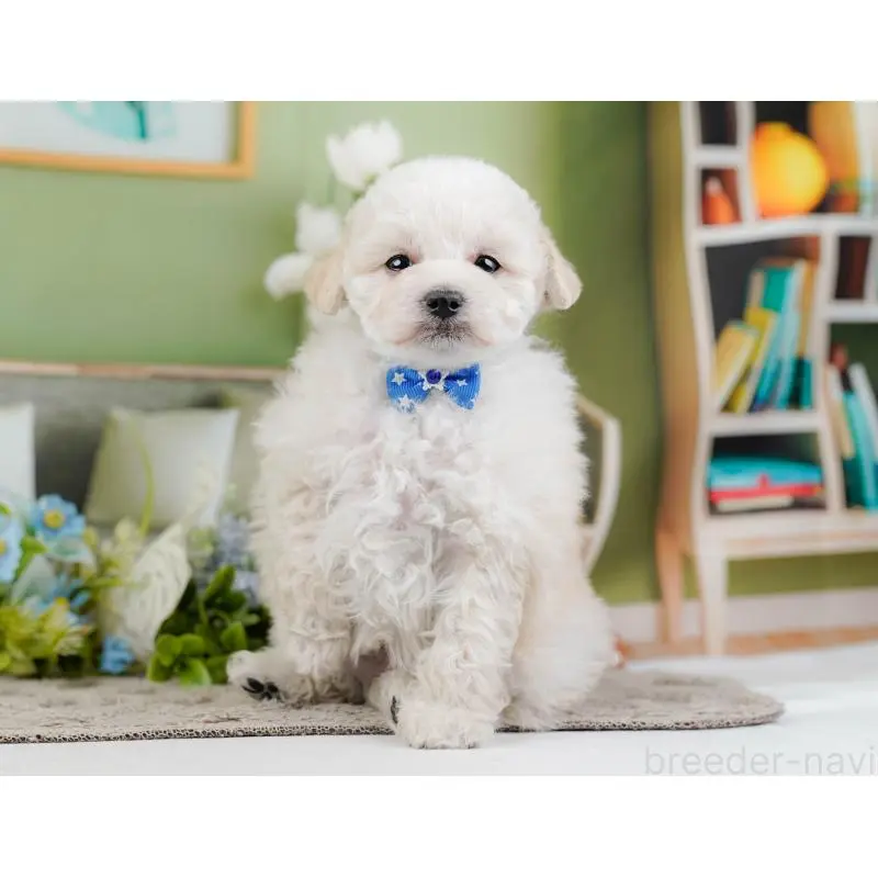 販売中の神奈川県のトイプードル-452699の12枚目