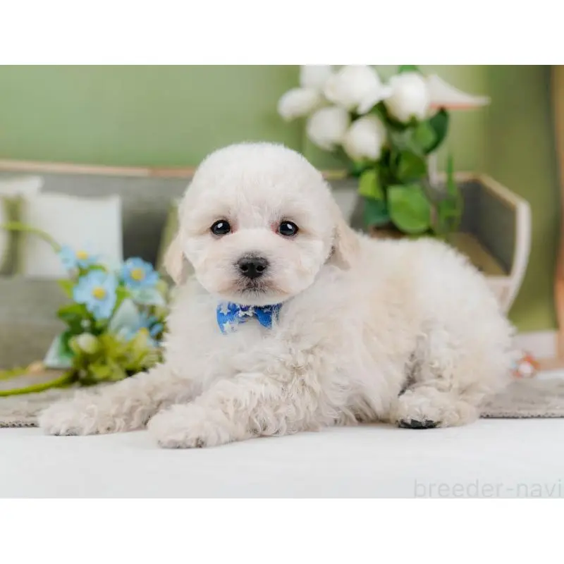 販売中の神奈川県のトイプードル-452699の11枚目